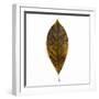 Decaying Leaf-Clive Nolan-Framed Photographic Print