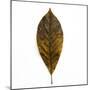 Decaying Leaf-Clive Nolan-Mounted Photographic Print