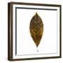 Decaying Leaf-Clive Nolan-Framed Premium Photographic Print