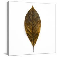 Decaying Leaf-Clive Nolan-Stretched Canvas