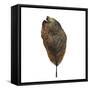 Decaying Leaf-Clive Nolan-Framed Stretched Canvas