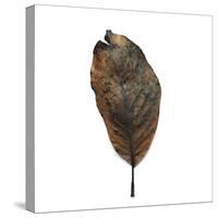 Decaying Leaf-Clive Nolan-Stretched Canvas