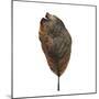 Decaying Leaf-Clive Nolan-Mounted Photographic Print