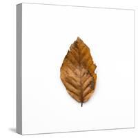 Decaying Leaf-Clive Nolan-Stretched Canvas