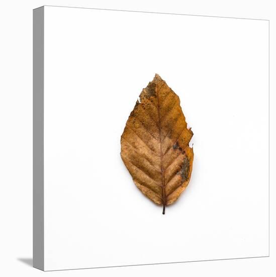 Decaying Leaf-Clive Nolan-Stretched Canvas