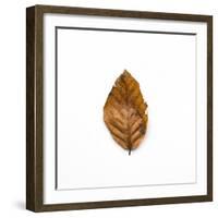 Decaying Leaf-Clive Nolan-Framed Photographic Print