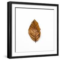 Decaying Leaf-Clive Nolan-Framed Photographic Print