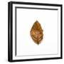 Decaying Leaf-Clive Nolan-Framed Photographic Print