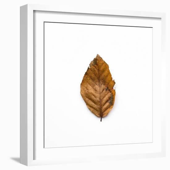 Decaying Leaf-Clive Nolan-Framed Photographic Print