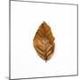 Decaying Leaf-Clive Nolan-Mounted Photographic Print