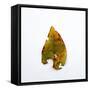 Decaying Leaf-Clive Nolan-Framed Stretched Canvas