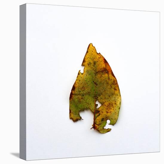 Decaying Leaf-Clive Nolan-Stretched Canvas