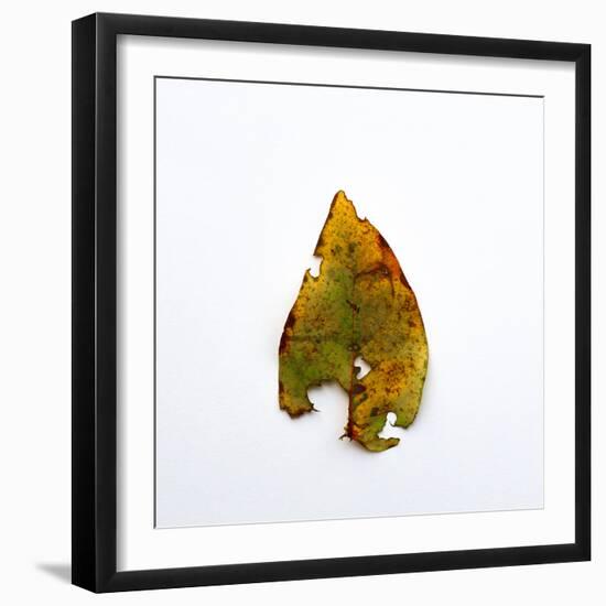 Decaying Leaf-Clive Nolan-Framed Premium Photographic Print