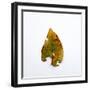 Decaying Leaf-Clive Nolan-Framed Premium Photographic Print