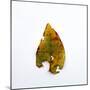 Decaying Leaf-Clive Nolan-Mounted Premium Photographic Print