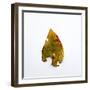 Decaying Leaf-Clive Nolan-Framed Photographic Print