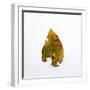 Decaying Leaf-Clive Nolan-Framed Photographic Print