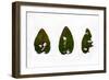 Decaying Leaf-Clive Nolan-Framed Photographic Print