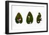 Decaying Leaf-Clive Nolan-Framed Photographic Print