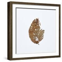 Decaying Leaf-Clive Nolan-Framed Photographic Print