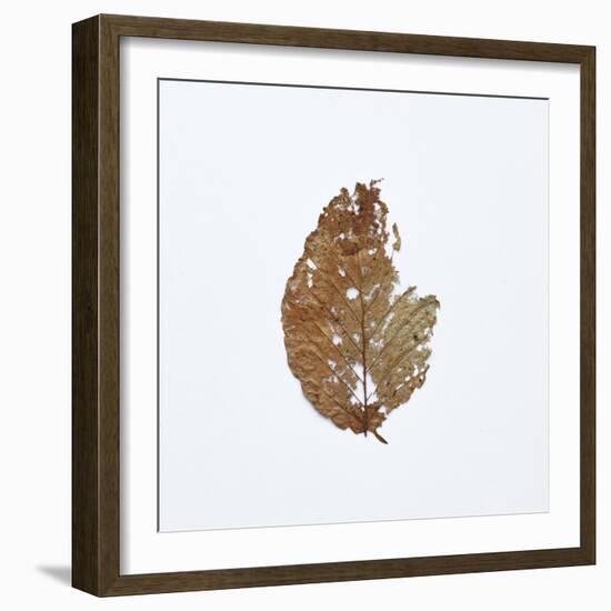 Decaying Leaf-Clive Nolan-Framed Photographic Print