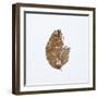 Decaying Leaf-Clive Nolan-Framed Photographic Print