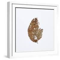 Decaying Leaf-Clive Nolan-Framed Photographic Print