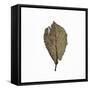 Decaying Leaf-Clive Nolan-Framed Stretched Canvas