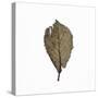 Decaying Leaf-Clive Nolan-Stretched Canvas