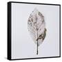 Decaying Leaf-Clive Nolan-Framed Stretched Canvas