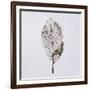 Decaying Leaf-Clive Nolan-Framed Photographic Print