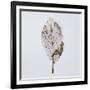 Decaying Leaf-Clive Nolan-Framed Photographic Print