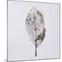 Decaying Leaf-Clive Nolan-Mounted Photographic Print