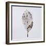 Decaying Leaf-Clive Nolan-Framed Photographic Print