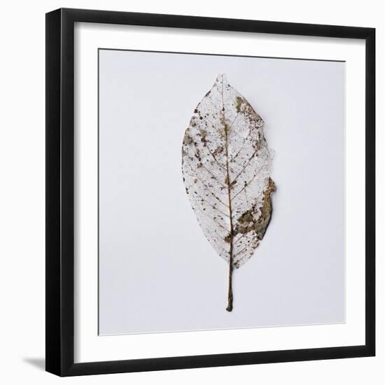 Decaying Leaf-Clive Nolan-Framed Photographic Print