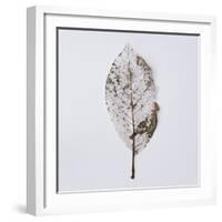 Decaying Leaf-Clive Nolan-Framed Photographic Print