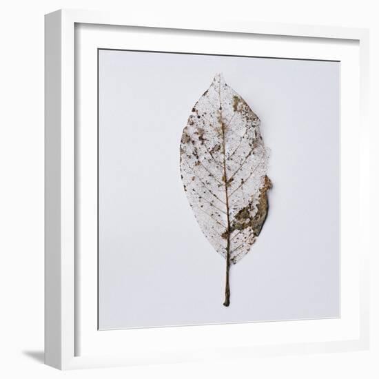 Decaying Leaf-Clive Nolan-Framed Photographic Print