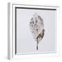 Decaying Leaf-Clive Nolan-Framed Photographic Print