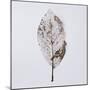 Decaying Leaf-Clive Nolan-Mounted Photographic Print