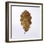 Decaying Leaf-Clive Nolan-Framed Premium Photographic Print