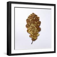 Decaying Leaf-Clive Nolan-Framed Premium Photographic Print