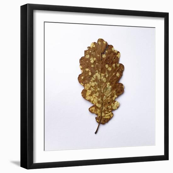 Decaying Leaf-Clive Nolan-Framed Premium Photographic Print