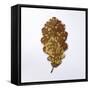 Decaying Leaf-Clive Nolan-Framed Stretched Canvas