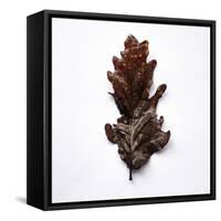 Decaying Leaf-Clive Nolan-Framed Stretched Canvas