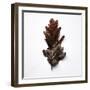 Decaying Leaf-Clive Nolan-Framed Photographic Print