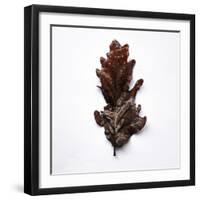 Decaying Leaf-Clive Nolan-Framed Photographic Print