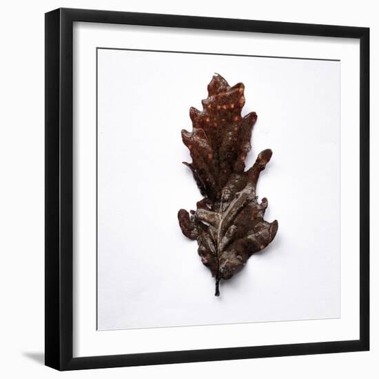 Decaying Leaf-Clive Nolan-Framed Photographic Print