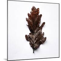 Decaying Leaf-Clive Nolan-Mounted Photographic Print