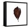 Decaying Leaf-Clive Nolan-Framed Stretched Canvas