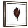 Decaying Leaf-Clive Nolan-Framed Photographic Print